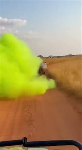 Hippo and Cheetah Chasing ..Fun..