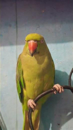 #parrot #talkingparot