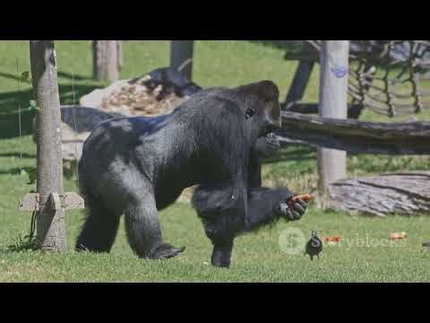Gorilla VS. Wild Dogs! An Epic Showdown #gorilla #wildlife