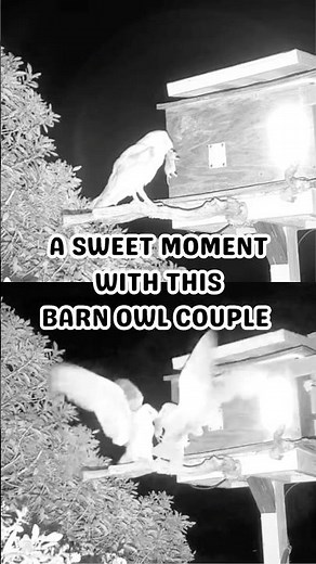 The sweetest moment between Bamm-Bamm and Pebbles 🥺😭💖 #barnowlcouple #matingowls