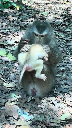 Baby Monkey Life After Birth With Mom Libby #shorts #family #wildlife #nature #cute #baby