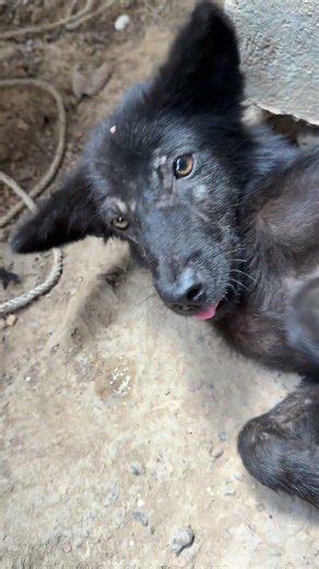 My Dog Has a Skin Disease That Won’t Heal | What Should I Do? 🐶