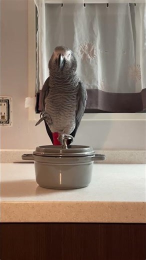 教養のない家庭がヨウムを飼うとこうなってしまう #ヨウムのキクノスケ