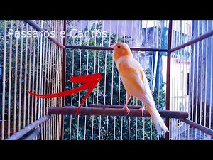 Canário belga canto para aprontar fêmea