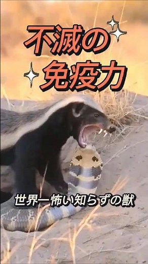 【驚愕】コブラの毒を「昼寝」で分解する不死身の猛獣ラーテルがヤバすぎる #ラーテル #動物の雑学 #世界一怖い知らず #最強の動物 #雑学ショート #衝撃映像