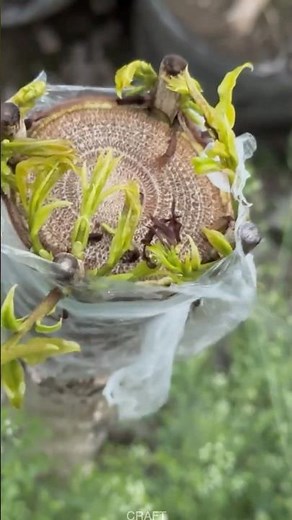 Tree Stump Sprouting Project