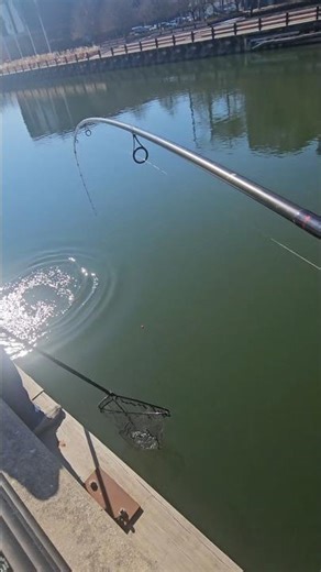 Sunshine & Steelhead: A Perfect Spring Cast #troutfishing #viralvideo #subscribe #trout #fypシ #sub