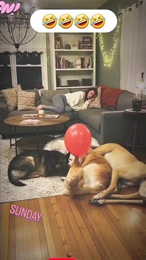 Smart fowl #funny #cinematiccomedy #livestreams #comedy