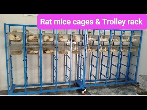 Innovative Rat and Mice Cages | Laboratory Animal Housing Solutions | Crocus Scientific
