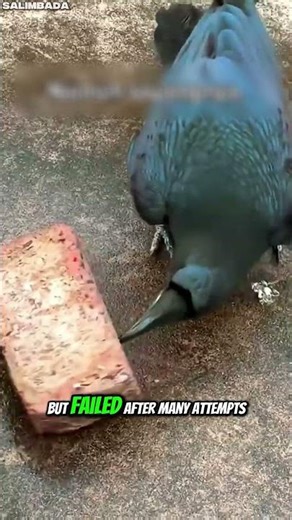 Genius Crow Cracks a Walnut in the Smartest Way