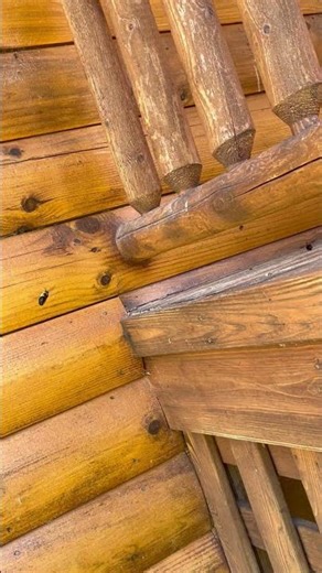 Carpenter Bees Are Destroying Log Homes — Here's What Most Owners Miss