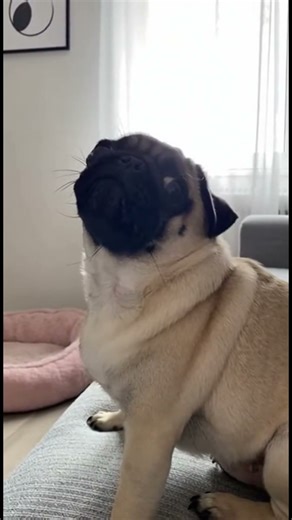 This PUG Singing Like a LEGEND🙀😂 #pug #puppy #funny #comedy #cute