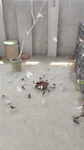 1000+ Zebra Finches 🐦 | Latest Full Aviary Farm Tour | Don't Miss It!🔥#birds #aviary #nature #shorts