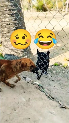 funniest Dogs Vs Dogs videos shorts 😂 #animals #pets #funny