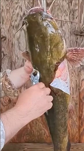 HOW TO CLEAN A CATFISH #fishing #catfish #howto #shorts #riverfishing #outdoors #fishingtutorial