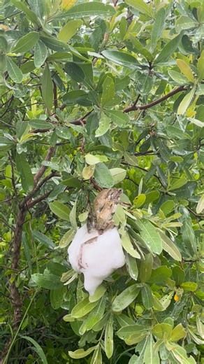 @ranger.cole on Instagram: "Very wet few days and more rain on the way we got we got a unusual sighting this morning ...the nest of the southern foam-nest tree frog 🐸 also referred to as a grey foam-nest tree frog. ☁️ Once the males have managed to attract their female companions, mating occurs. Frogs and toads alike have various ways of doing so, but the common thread is that fertilization is done externally. Its particularly interesting when it comes to the southern foam-nest tree frog...the
