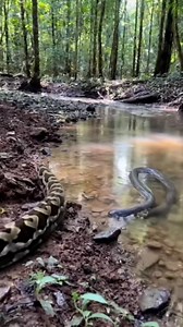Python vs Electric Eel 🐍💥🌊 #animals #wildlife | Kapil Gaming