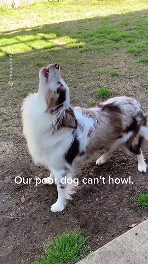 She’s trying her best🥺 (@margareto14) #fyp #foryou #tiktok #dogsoftiktok #cute #dog