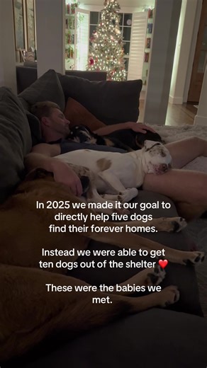 Successful Dog Rescue Stories: Finding Forever Homes