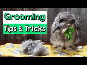 Rabbit Grooming Tips & Tricks