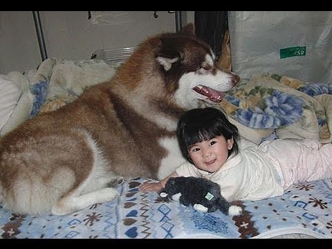Husky dog and childハスキー犬と子供（孫）