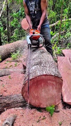 fastest chainsaw skills #shorts