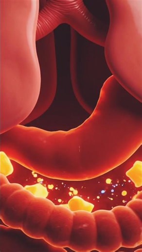 Heart Circulation and Respiration /3D Animation