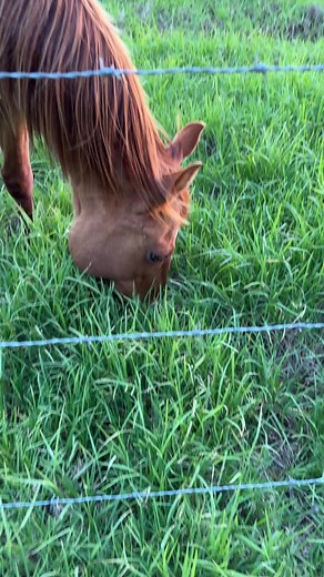 10K views · 68 reactions | Camels will bite your fingers if you put them in their mouths | Aloha Ocean | Facebook