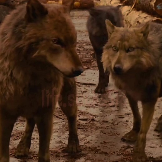 Twilight Wolves Transforming into Werewolves | Jacob Black, Seth Clearwater