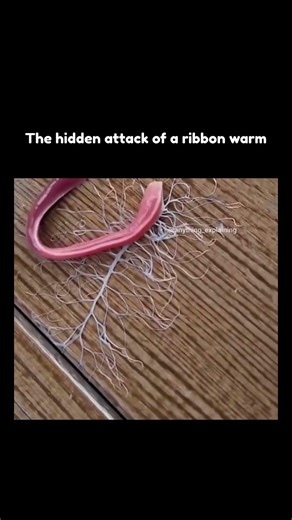 The hidden attack of a ribbon worm#viral #trending #worms #science