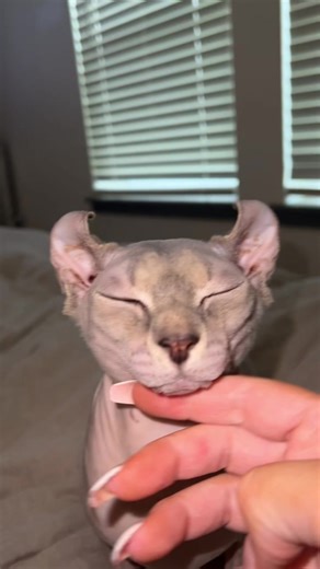 Sphynx Cat Care & Owner Tips