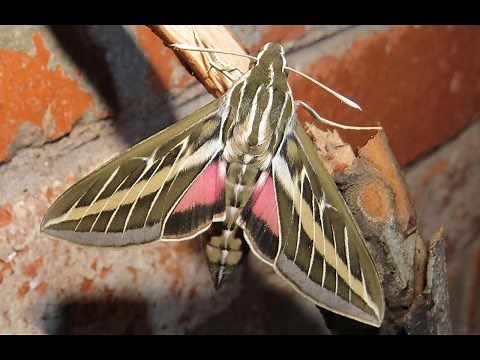 White-Lined Sphinx Moth