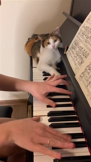 Dimcho Velichkov & Mariana Koval | Bambi is supervising the process closely For donations for piano tuning and regulation, whydonate.com link in bio!... | Instagram