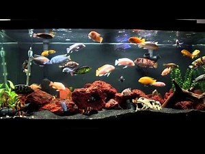 10 Minutes of an African Cichlid Fish Tank