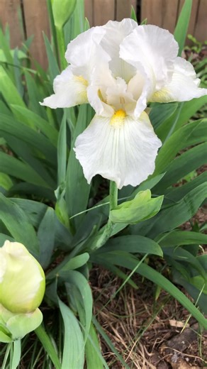 Imperialplants on TikTok