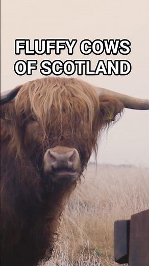 Highland Cow 🐮 Amazing Animal Facts from the Scottish Highlands #Shorts