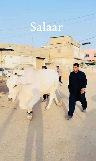 34K views · 1.8K reactions | ATIF RENT A CAR SHOUQ | Karachi Cattle Industry | Facebook