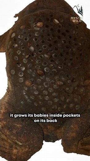 the surinam carries its babies inside skin pockets on its back