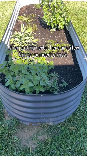 12 shares | Here are some helpful tips when coming to cut on the herbs. This is a basil plant but you can apply this technique to most herbs. | Mid County Victory Garden | Facebook