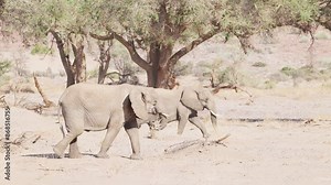 Desert-dwelling elephants were once more widespread in Africa than they are at present; they are currently found only in Namibia and Mali. 4K video V Log to Rec.709