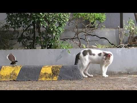 Maria Capra (Philippine Pied Fantail) Dive Bombs Cat