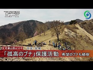 「孤高のブナ」保護活動 希望のブナも植樹 日光 足尾銅山閉山50年