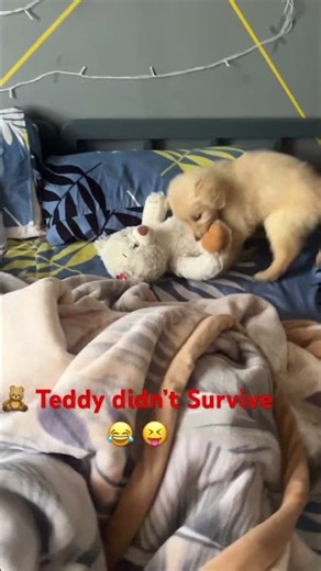 Bed: Teddy vs Coco # wrestling championship 😂🐶🧸”
