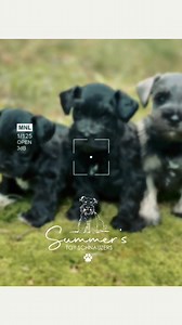 1K views | Summers Toy Schnauzers, Arkansas #minischnauzers | Summer's Toy Schnauzers | Facebook