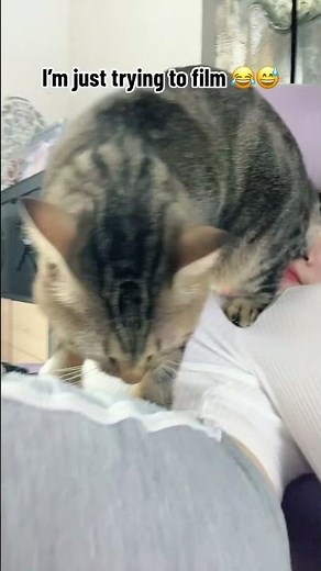 Why is this song so fitting? 😂😅 #shorts #short #shortsfeed #cat #cats #catvideos #shortsvideo