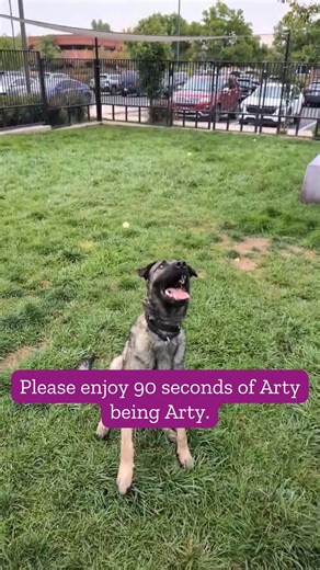 No one tell Arty he's not a lapdog because he won't believe you. 😆 Arty is the cuddliest malinois you will ever meet! He also recently earned the nickname "Uncle Arty" thanks to his sweet interactions with puppies here at the shelter. He especially loves female dogs and would likely be a great match with one at home. Arty enjoys hiking and is happy to ignore dogs and people on the trails with the help of a little cheese (his favorite snack). 🧀 If you're ready for your next adventure buddy, Art