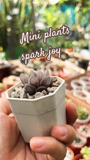 Introduce minimal plants that can spark your joy #succulent