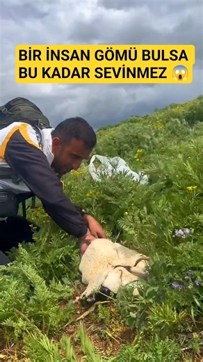 Bu Mantarın Tadı, Kırmızı Etten Güzeldir 👏 #Van #doğalyaşam #mantar #bitki #keşfet #nature #doğa