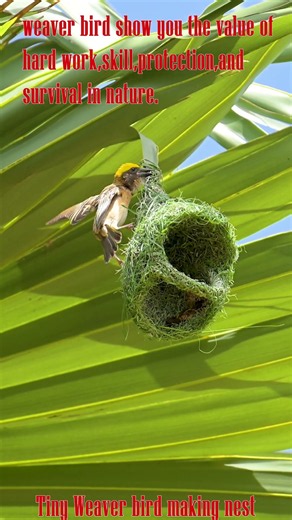 Wonderful how tiny weaver bird making nest to laying eggs 0032#birdnest
