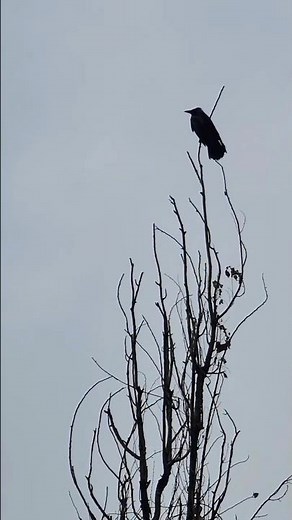 Crow Watching from a Tall Tree in the Rain #Crow #RainyDay #BirdWatching